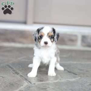 Barkley, Cavapoo Puppy